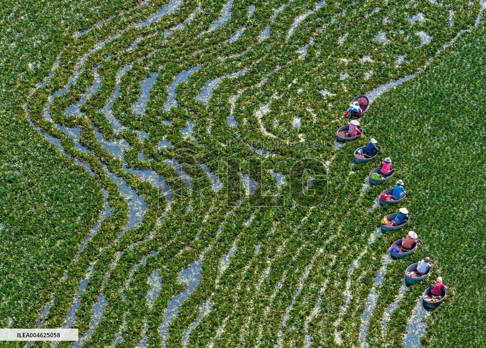 Water Chestnut Harvest in Huai'an