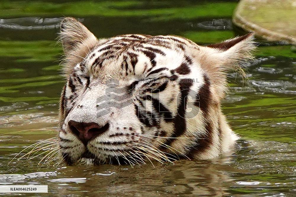 White Tiger Cool Done in A Water Pond - New Delhi