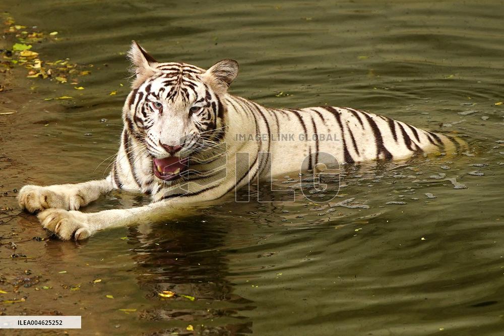 White Tiger Cool Done in A Water Pond - New Delhi