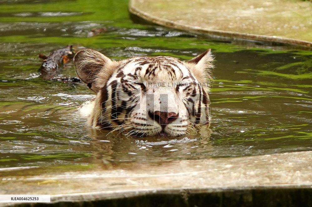 White Tiger Cool Done in A Water Pond - New Delhi