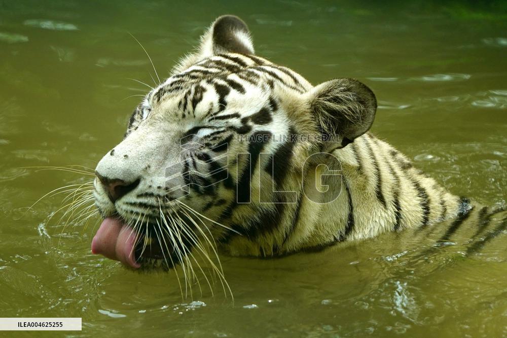 White Tiger Cool Done in A Water Pond - New Delhi
