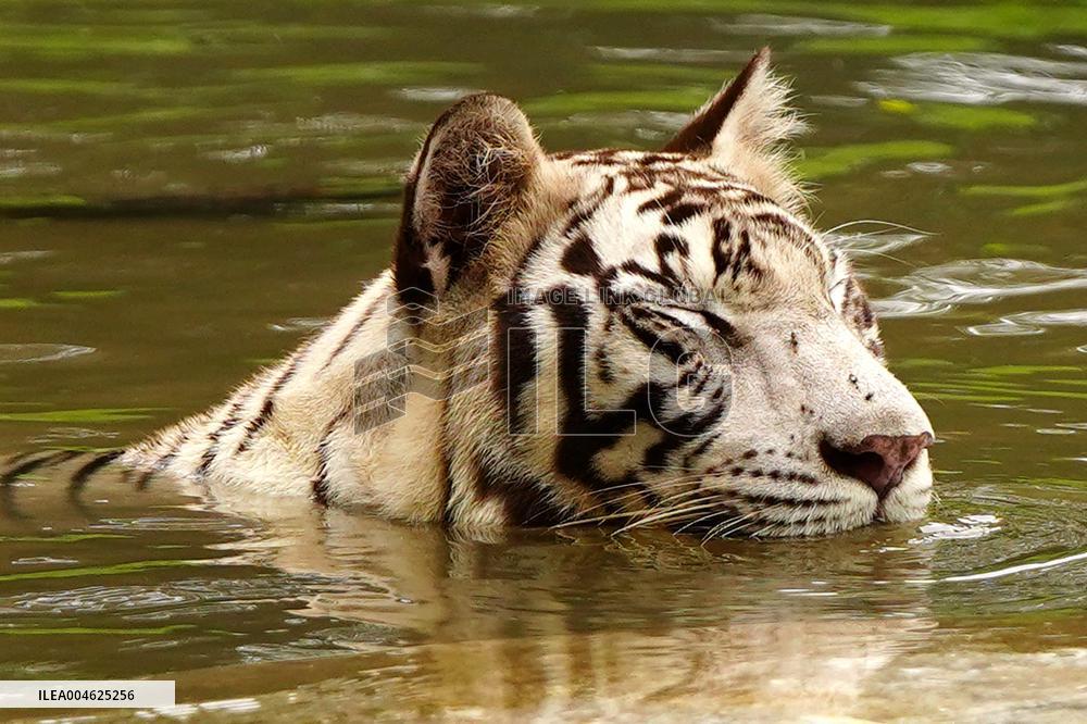 White Tiger Cool Done in A Water Pond - New Delhi