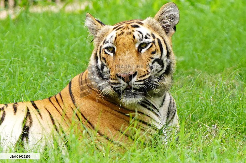 A Tiger Take Rest at National Zoological Park - New Delhi