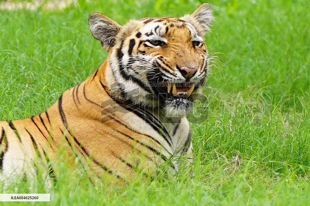 A Tiger Take Rest at National Zoological Park - New Delhi