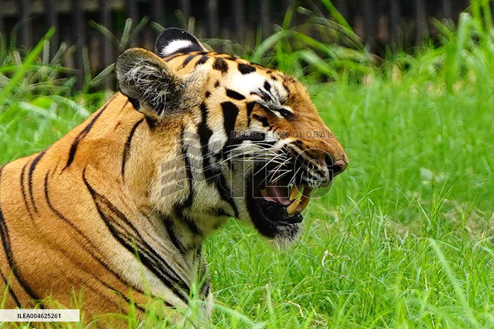 A Tiger Take Rest at National Zoological Park - New Delhi
