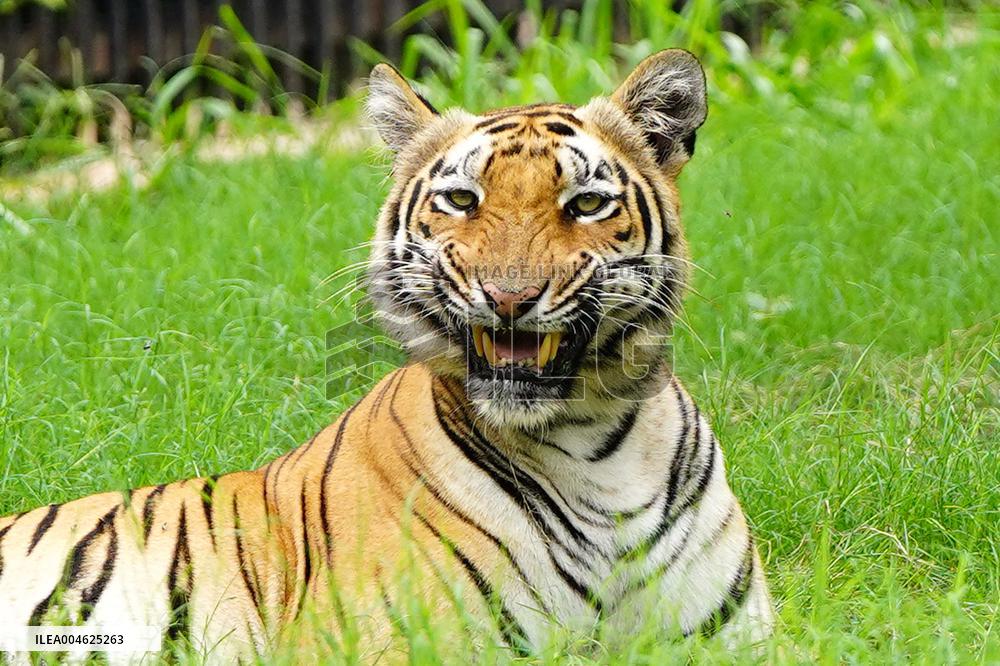 A Tiger Take Rest at National Zoological Park - New Delhi