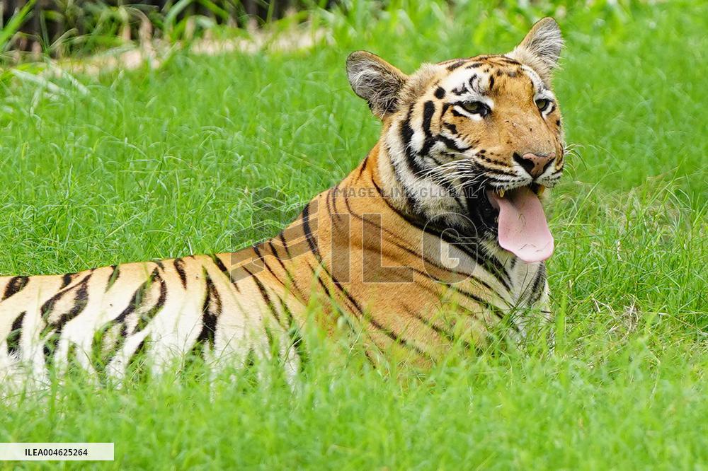 A Tiger Take Rest at National Zoological Park - New Delhi