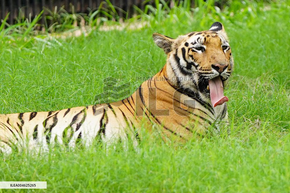 A Tiger Take Rest at National Zoological Park - New Delhi