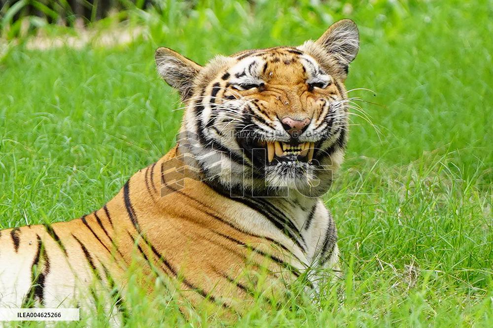 A Tiger Take Rest at National Zoological Park - New Delhi