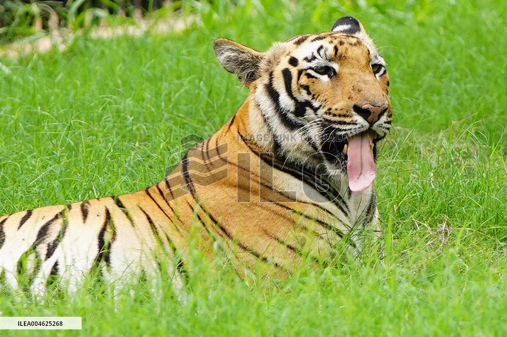 A Tiger Take Rest at National Zoological Park - New Delhi