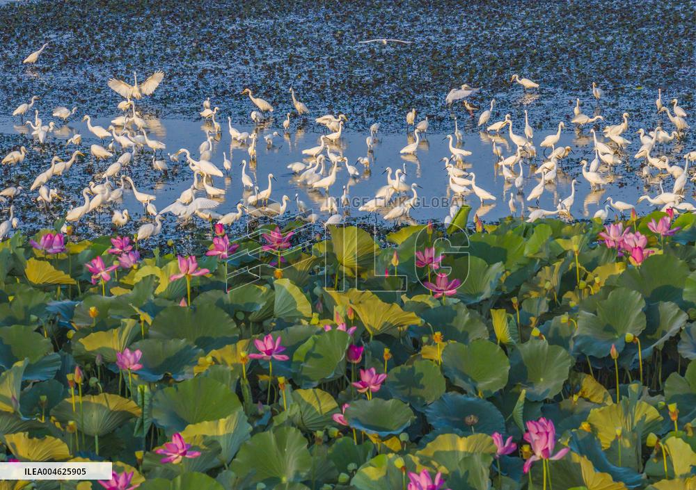 National Nature Reserve Egrets