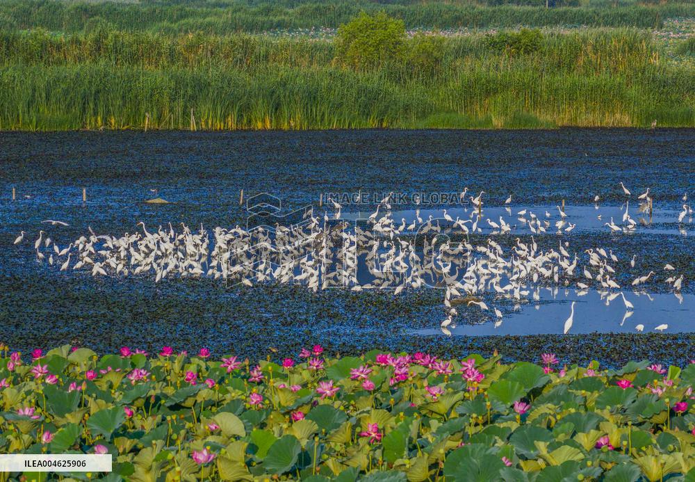 National Nature Reserve Egrets