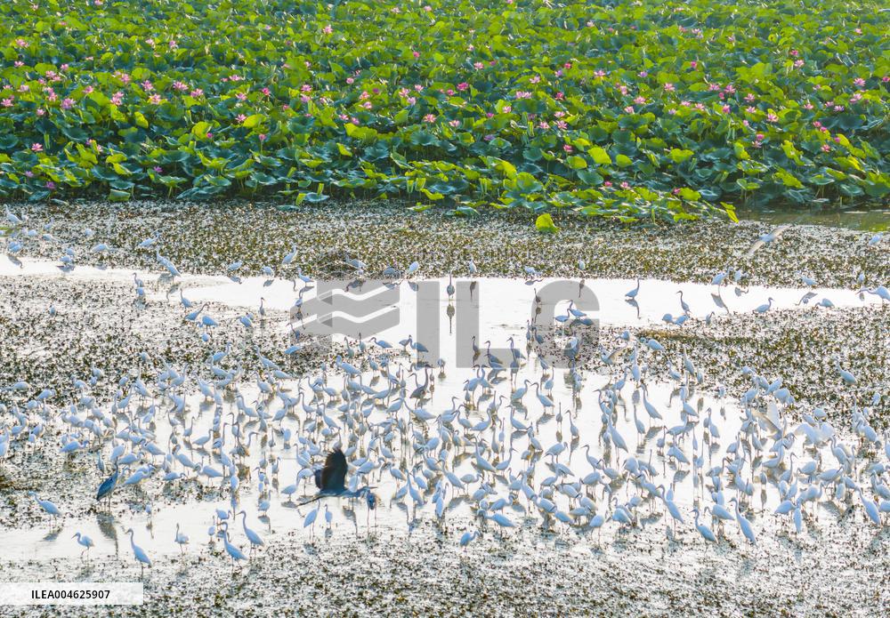 National Nature Reserve Egrets