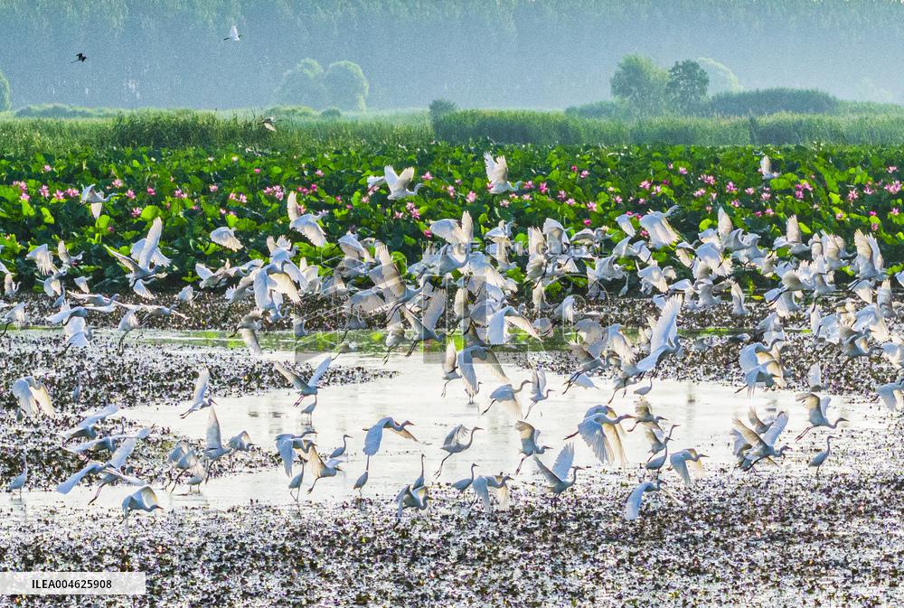 National Nature Reserve Egrets