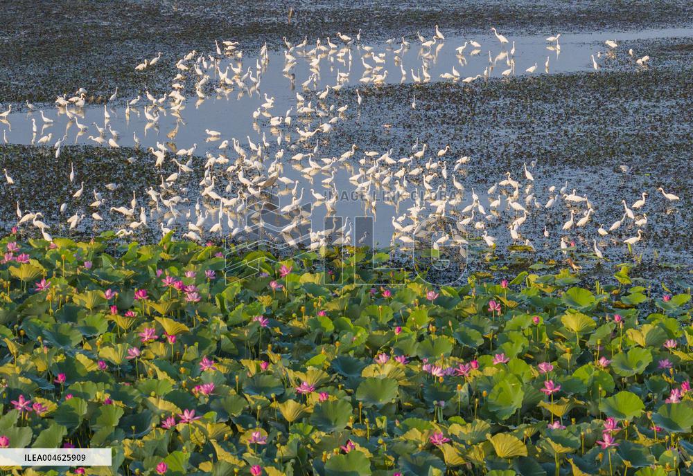 National Nature Reserve Egrets
