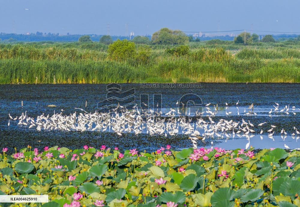 National Nature Reserve Egrets