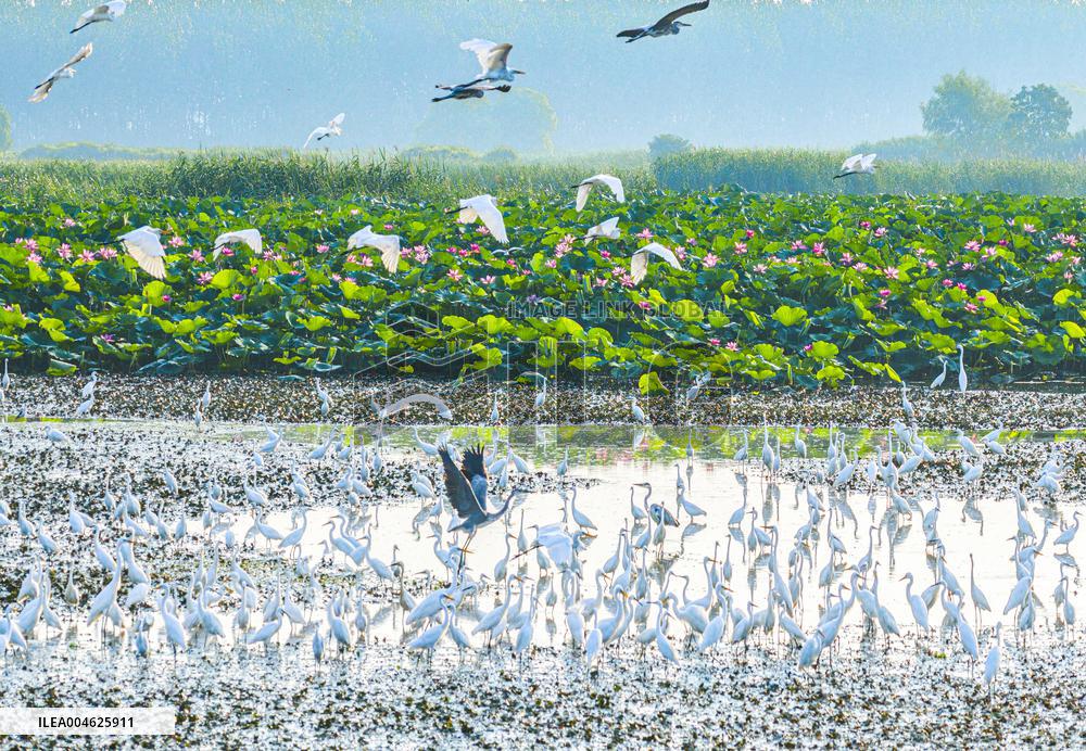 National Nature Reserve Egrets