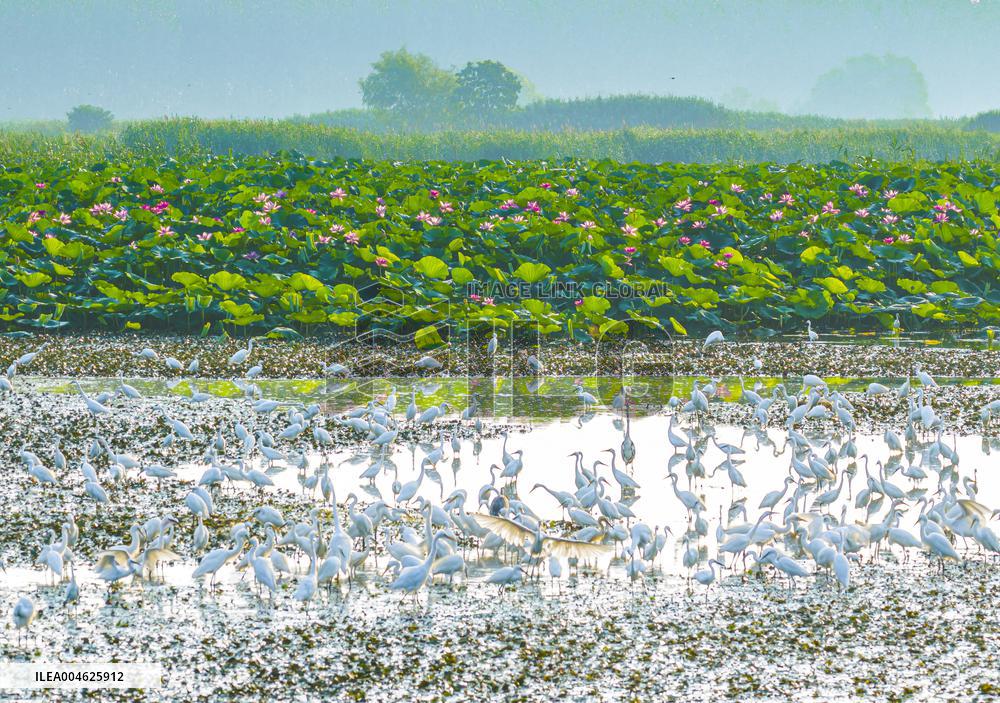National Nature Reserve Egrets