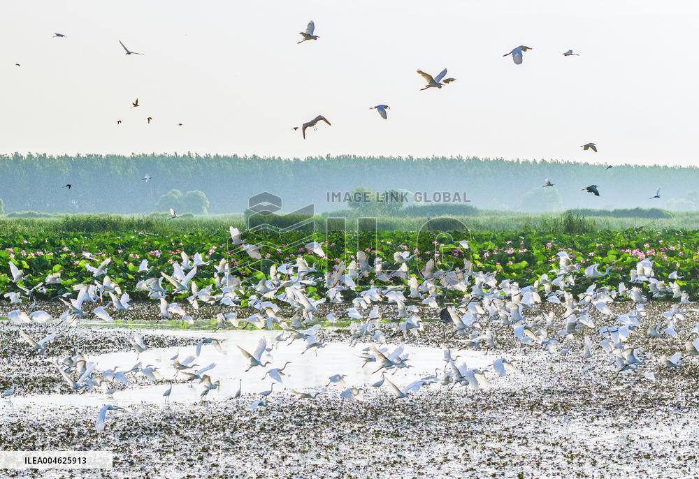 National Nature Reserve Egrets