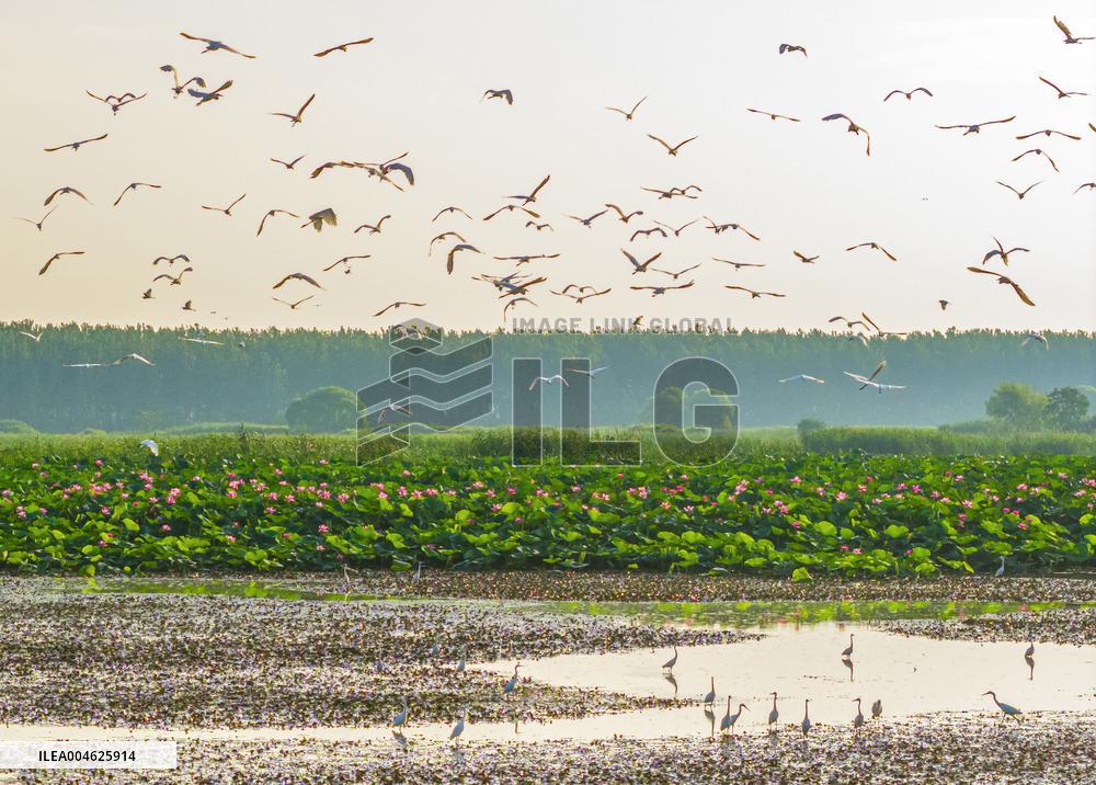 National Nature Reserve Egrets