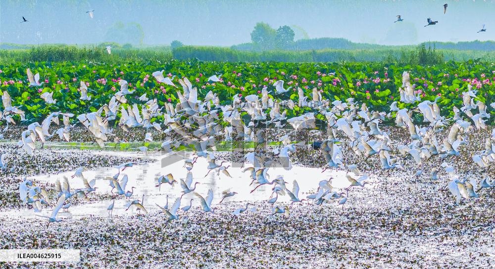 National Nature Reserve Egrets