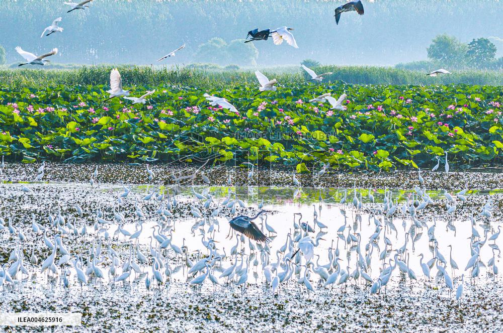 National Nature Reserve Egrets