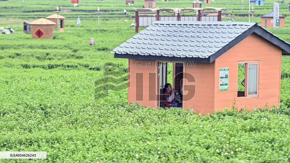 Jasmine Flower Industry in Guangxi - China