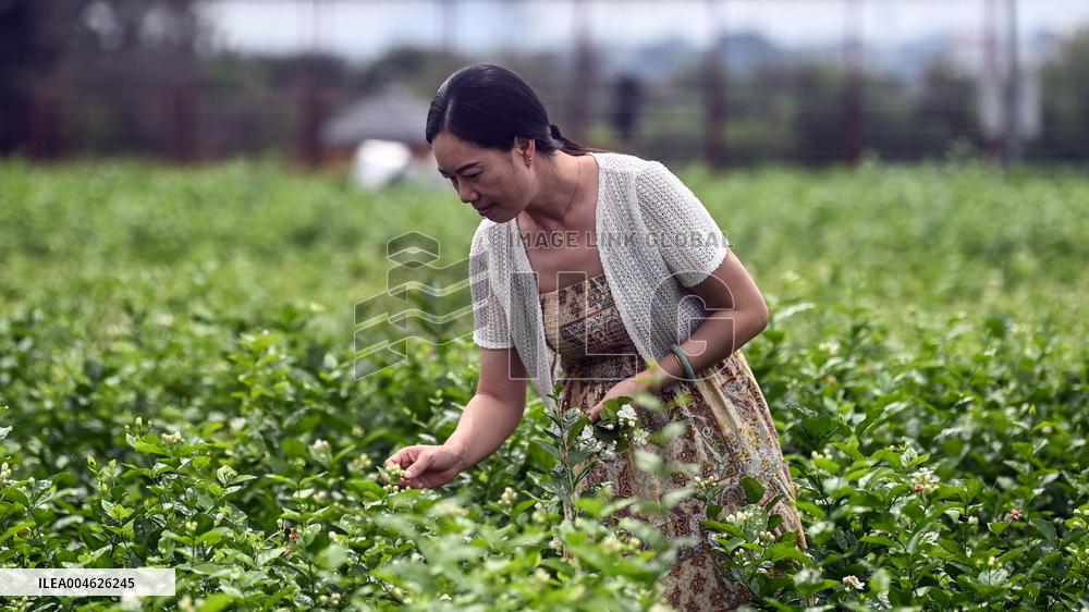 Jasmine Flower Industry in Guangxi - China