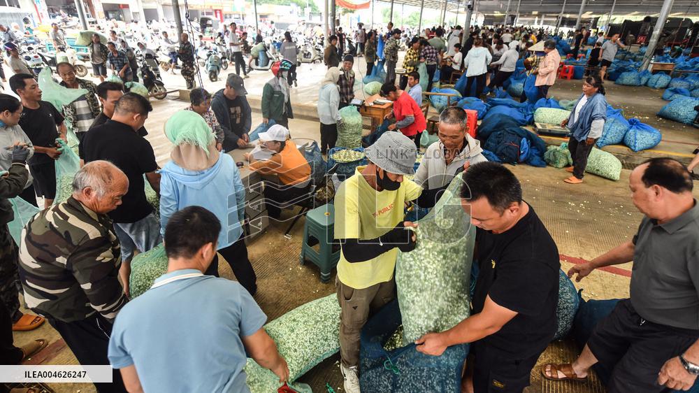 Jasmine Flower Industry in Guangxi - China