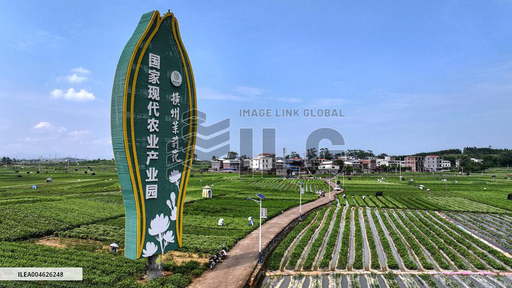 Jasmine Flower Industry in Guangxi - China