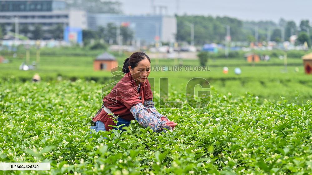 Jasmine Flower Industry in Guangxi - China