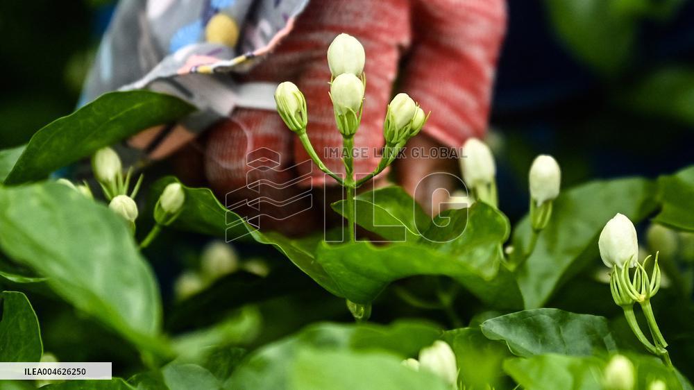 Jasmine Flower Industry in Guangxi - China