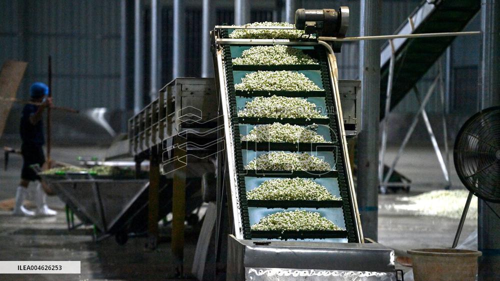 Jasmine Flower Industry in Guangxi - China