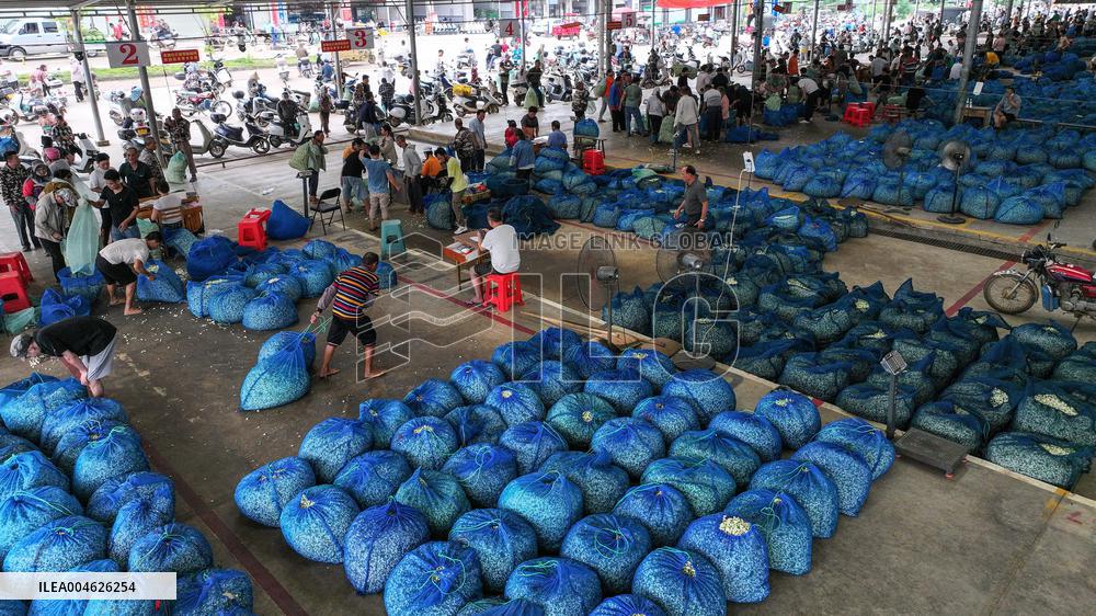 Jasmine Flower Industry in Guangxi - China