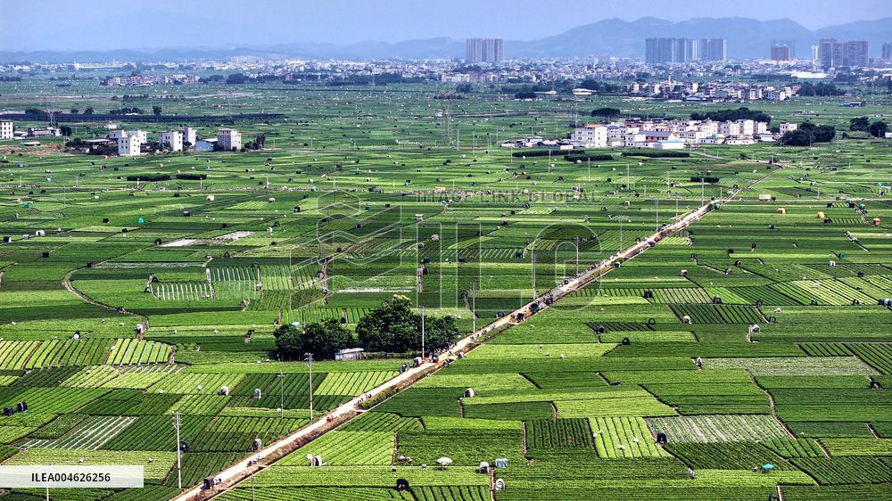 Jasmine Flower Industry in Guangxi - China