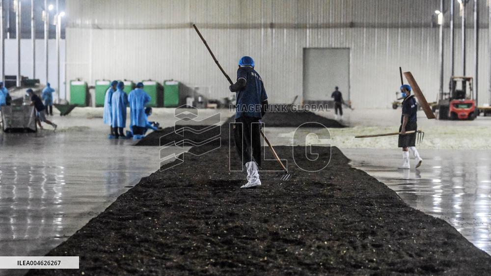 Jasmine Flower Industry in Guangxi - China