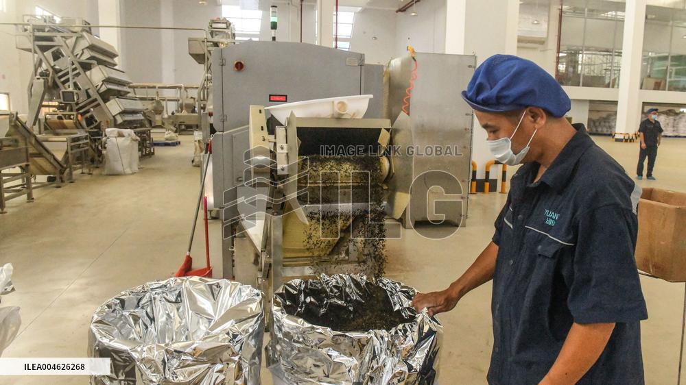 Jasmine Flower Industry in Guangxi - China