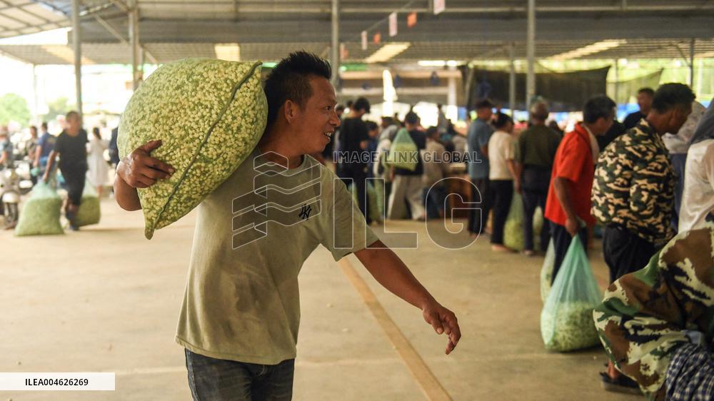 Jasmine Flower Industry in Guangxi - China