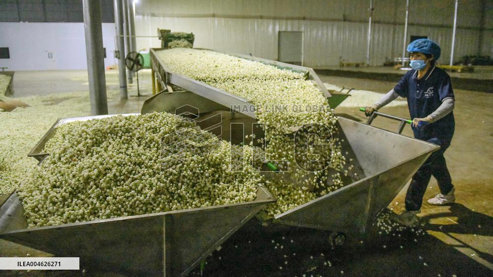 Jasmine Flower Industry in Guangxi - China