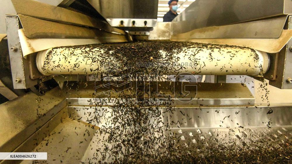 Jasmine Flower Industry in Guangxi - China