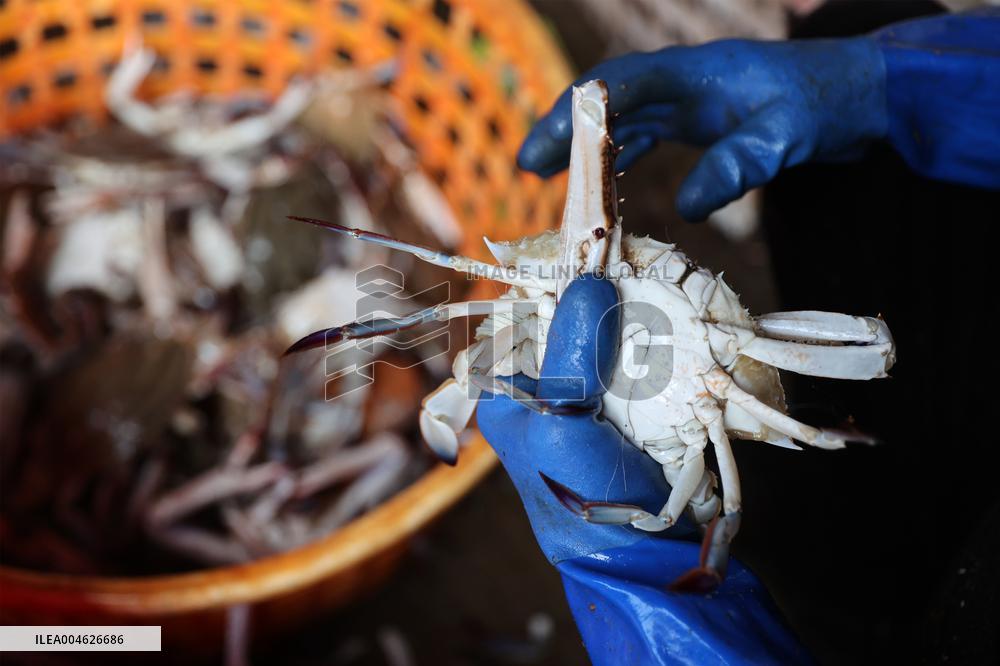 Zhoushan International Aquatic Swimming Crabs Harvest