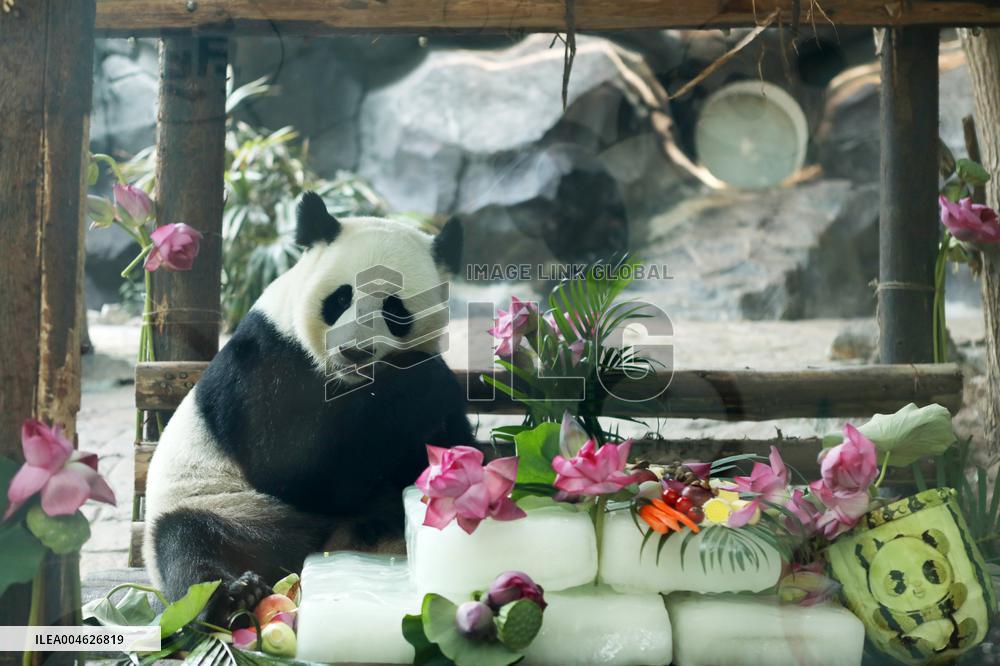 Giant Panda Birthday