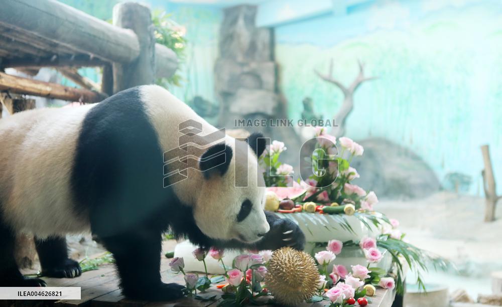 Giant Panda Birthday