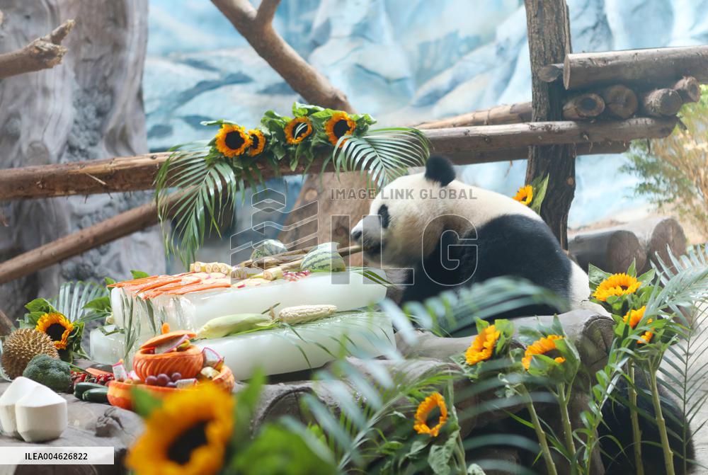 Giant Panda Birthday