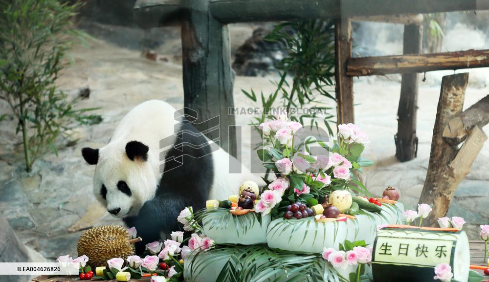 Giant Panda Birthday