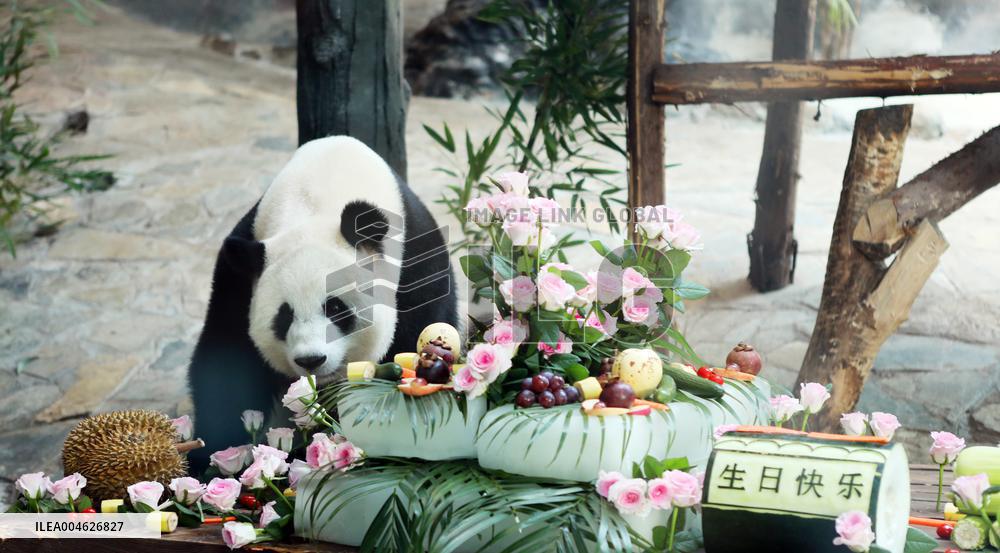 Giant Panda Birthday