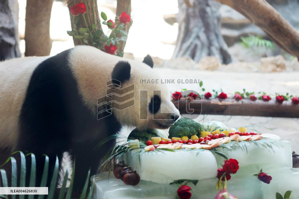 Giant Panda Birthday