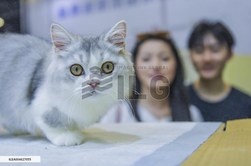 Nanning Pet Expo