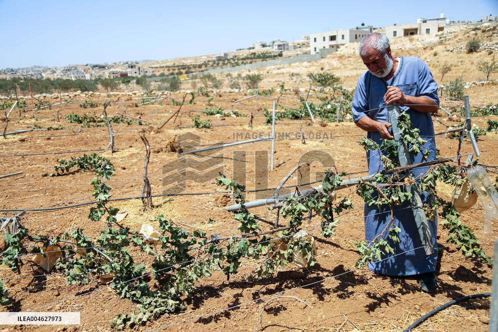 Israeli Settlers Destroy Palestinian Vineyards - West Bank