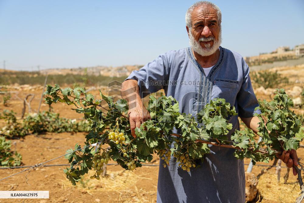 Israeli Settlers Destroy Palestinian Vineyards - West Bank